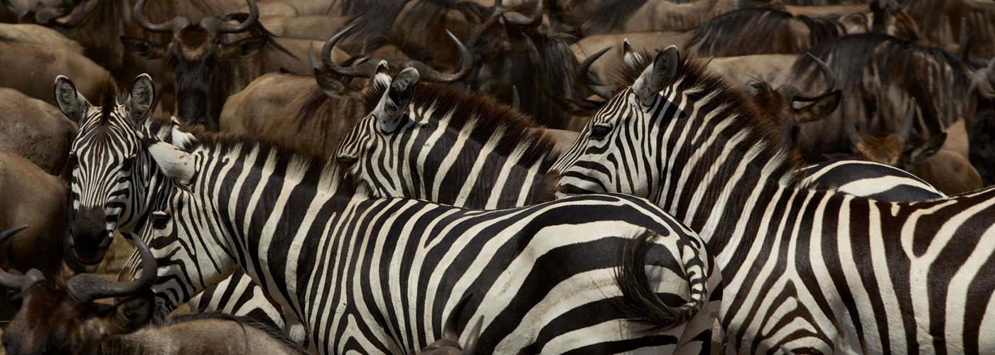 Mixed herds of Burchell’s zebra and wildebeest on the move in the plains of the Serengeti. Serengeti National Park, Tanzania.