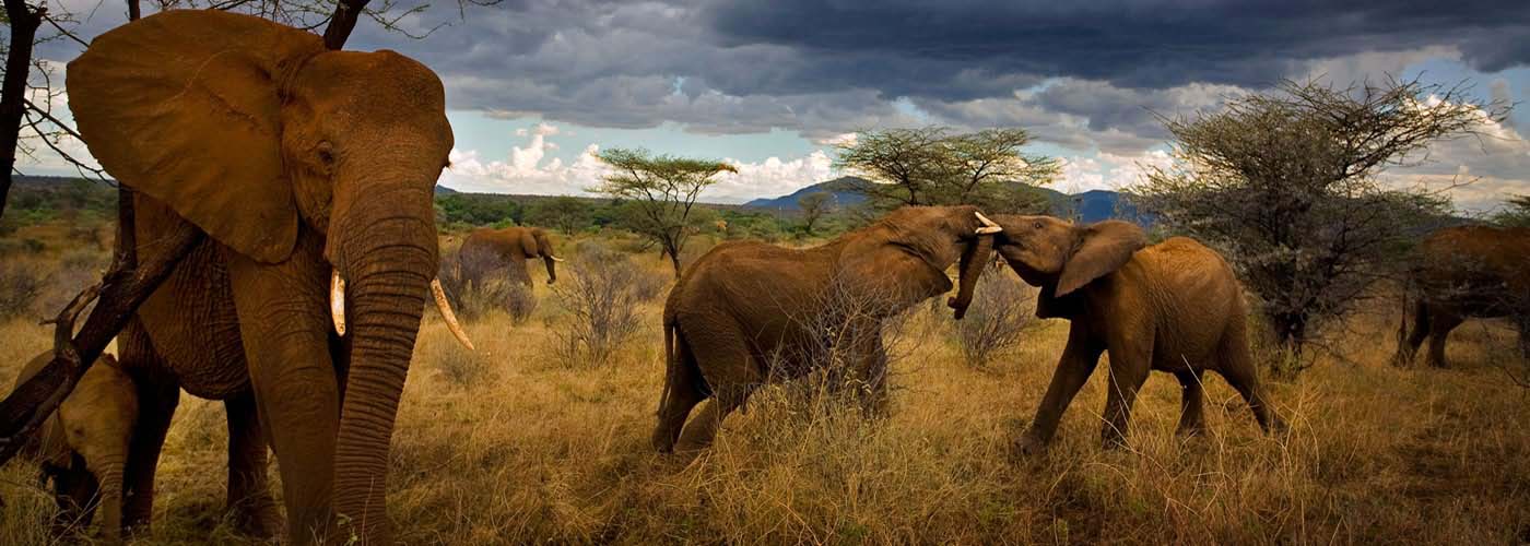 Adolescent elephants tussle amiably. Samburu National Reserve, Kenya. Photographer: Michael Nichols